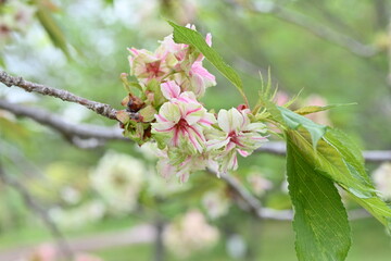 Sticker - Double Cherry Blossom (Yaezakura) is a spring tradition and has a deep relationship with the Japanese people, and there are many cultivated varieties. Also called 'Botan-zakura'.
