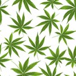 Green cannabis leaves pattern on white background