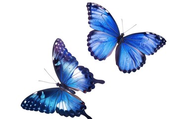 Sticker - Two blue butterflies flying together. Perfect for nature and wildlife themed projects