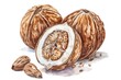 Detailed watercolor painting of a whole and half nut. Perfect for food illustrations