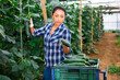 Focused Latina working in farm glasshouse in spring, harvesting fresh green cucumbers. Growing of industrial vegetable cultivars