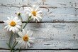 Beautiful WhiteDaisys  on a Light Wooden Board with Space for Copy, Mothers Day