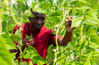 Skilled african american farmer harvesting ripe pods of green bean in greenhouse