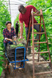 African american farmer with hispanic workwoman harvesting green bean in hothouse on sunny day