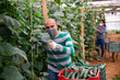 Hired latino worker in protective mask picks crop of cucumbers in greenhouse closeup