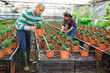 Hispanic male farmer and a female colleague working in a greenhouse are engaged in inspecting and pruning small..ornamental shrubs in pots...