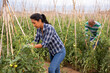 Latino female farmer examining growing green tomatoes on vegetables farm
