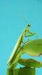 Mantis. Praying mantis sits on leaves on a blue background. Praying mantis disguise under background and shape of leaves of plant. Praying mantis cleans its paws while sitting on a leaf, close-up.