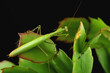 Mantis habits in nature. Praying mantis in natural habitat. Praying mantis on a black background.