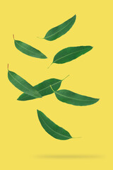 Wall Mural - Falling eucalyptus leaves isolated on yellow background.