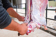 A bearded man is skillfully butchering a sheep that is hanging on a hook, carefully preparing it for consumption
