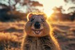 © Siasart Studio - A captivating smiling quokka is looking at the camera at sunset. Australian fauna.