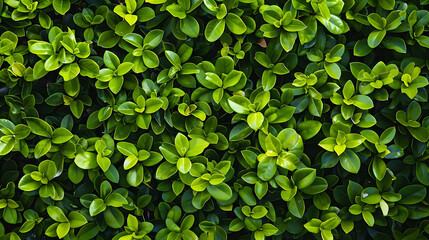 Poster - top view of vibrant green foliage on plain background
