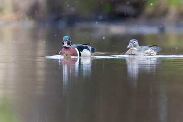 Sticker - Wood ducks in snowy spring day