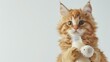 The cute cat is holding his baby in the one paw and a bottle of milk in other one. White background.