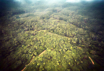 'Deforestation Rainforest photo way oil aerial jungle palm Borneo destroyed plantations make Malaysia Amazon Forest Rainforest Palm Oil Destruction Aerial Borneo Brazil Earth Environmental Tree Rain'