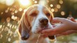 A beagle puppy being gently washed by a caring hand with water droplets sparkling in the sunlight.