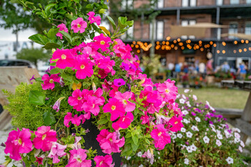 Wall Mural - flower with party event in the distance, blurred