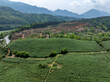 Aerial photography of the tea farm on the mountain