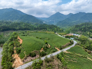 Wall Mural - Aerial photography of the tea farm on the mountain