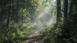 road in the middle of a beautiful forest with mist illuminated by sunlight