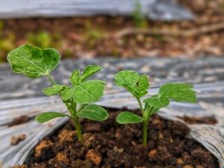 New watermelon seedling plants starting