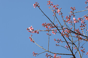 Wall Mural - Phaya suae flower or sakura flower in Thailand