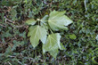 Dry leaf in autumn