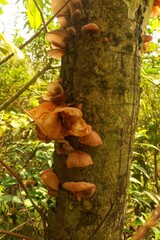 Wall Mural - Ear fungus has the scientific name 