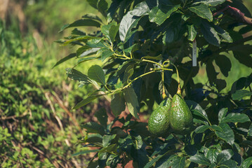 Wall Mural - Avocado tree green plant healthy fruit farm. Smart farmer growing plant in eco green farm sustainable quality control. Avocado fruit Farm planting in eco Farmland biotechnology. Fruit organic farm