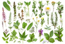 48 Isolated Medicinal And Culinary Herb Flowers And Leaves On White Background