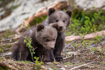 Wall Mural - brown bears standing in forest
