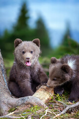 Wall Mural - brown bear cub walking across rocky hillside