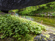 Wasabi plants growing undercover next to a clear, cold stream in Nagano, Japan