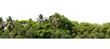 tree line lush green forest with palm trees and a white background