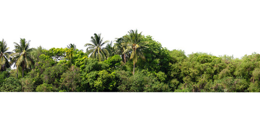 Wall Mural - tree line lush green forest with palm trees and a white background