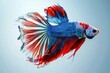 Multi color Siamese fighting fish, Betta splendens in nature background aquarium , Generative AI Technology