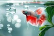 Multi color Siamese fighting fish, Betta splendens  in nature background aquarium , Generative AI Technology