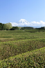 Wall Mural - This is the season to pick fresh tea