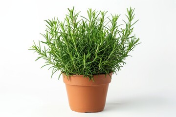 Wall Mural - Green rosemary bush in pot isolated on white background