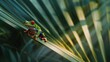 a red-eyed tree frog perched on a leaf