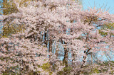 Fototapeta Miasta - Beautiful sakura flower (cherry blossom) in spring. sakura tree flower on blue sky.	