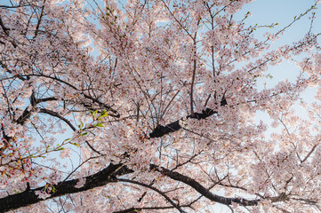 Wall Mural - Beautiful sakura flower (cherry blossom) in spring. sakura tree flower on blue sky.	