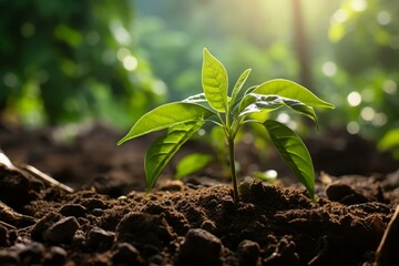 Wall Mural - Close up of a small green plant growing out of the soil with the sun shining on it