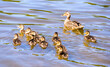 wild duck and eight little ducklings
