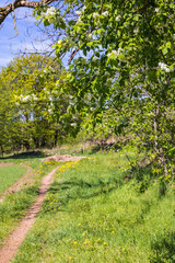 Canvas Print - Footpath with flowering Bird cherry a sunny spring day