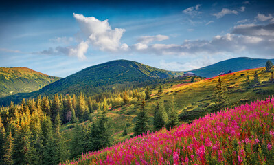 Poster - Astonishing summer scene of mountain valley with pink flowers. Bright morning view of Carpathian mountains with blooming angustifolium flower, Ukraine, Europe. Beauty of nature concept background.