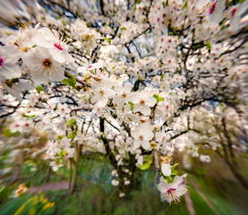 Sticker - Blooming cherry tree in the garden. Charming morning scene in April. Beautiful floral background. Anamorphic macro photography.