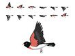 Bird Rose-Breasted Grosbeak Flying Animation Sequence Cartoon Vector