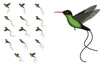 Bird Hummingbird Red-Billed Streamertail Flying Frame Animation Vector